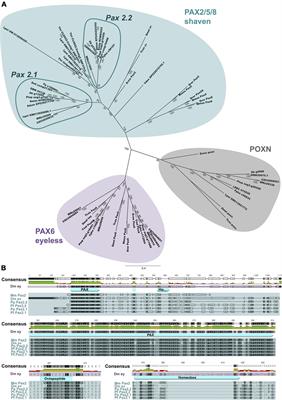 It takes Two: Discovery of Spider Pax2 Duplicates Indicates Prominent Role in Chelicerate Central Nervous System, Eye, as Well as External Sense Organ Precursor Formation and Diversification After Neo- and Subfunctionalization